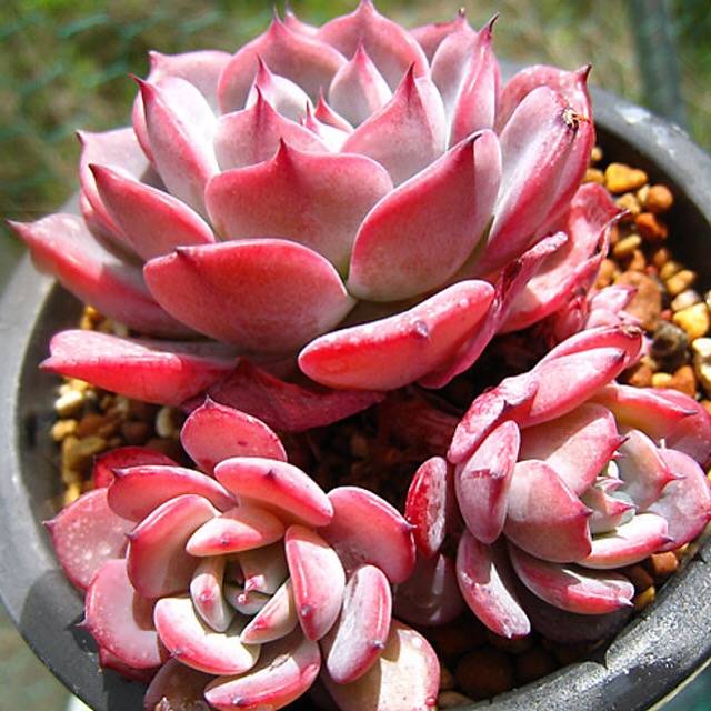 PRESALE Echeveria Laulensis, (Random)