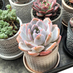 3.5" Chive Balter Pot- Art Deco