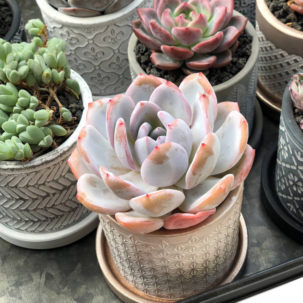 orange monroe succulent Echeveria Orange Monroe, Large – Cedar Creek Farmhouse