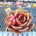 PRESALE  Echeveria My Star, (Random)