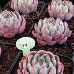 Echeveria Nana Mini Hook, (Random)