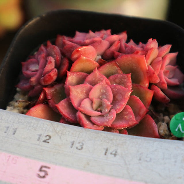 PRESALE  Echeveria Noble Clusters, (Random)