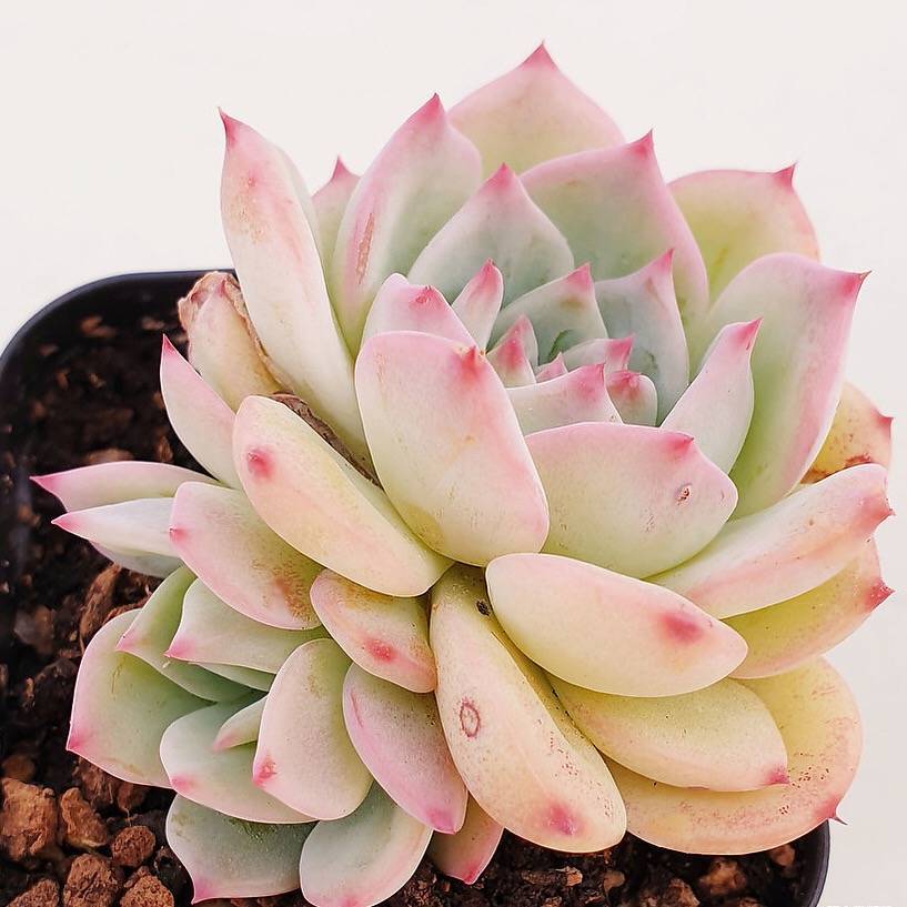 PRESALE Echeveria Maria, (Not so Random)