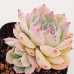 PRESALE Echeveria Maria, (Not so Random)