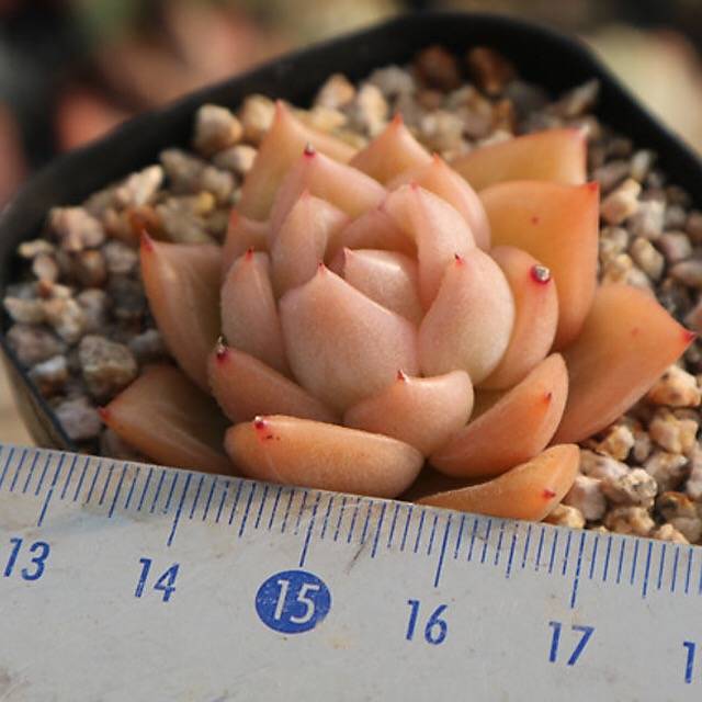 PRESALE Echeveria Elian, (Not so Random)