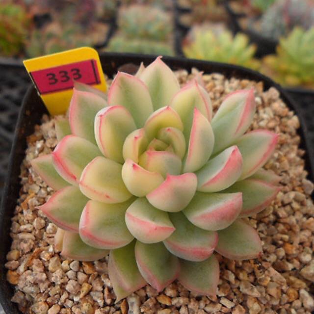 PRESALE Echeveria Mebina, Variegata, (Random)