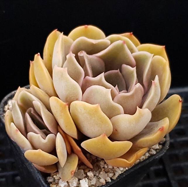 PRESALE Echeveria Keys, (Random)