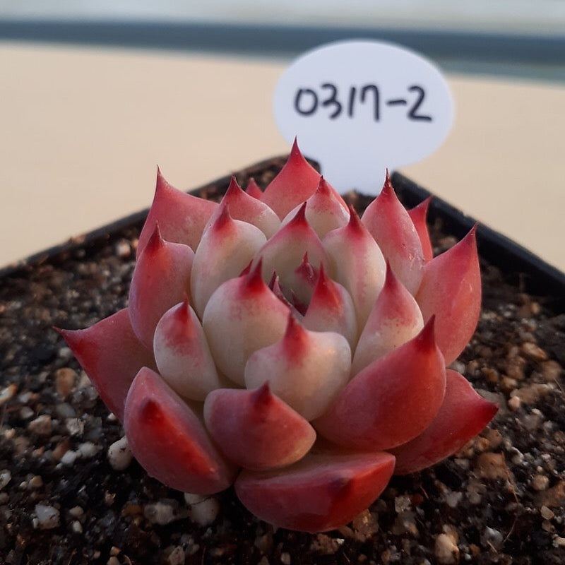 PRESALE Echeveria Chihuahuaensis cv, (Random)