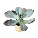The GOOD, The BAD and The UGLY SALE! Echeveria Berserk, Variegata