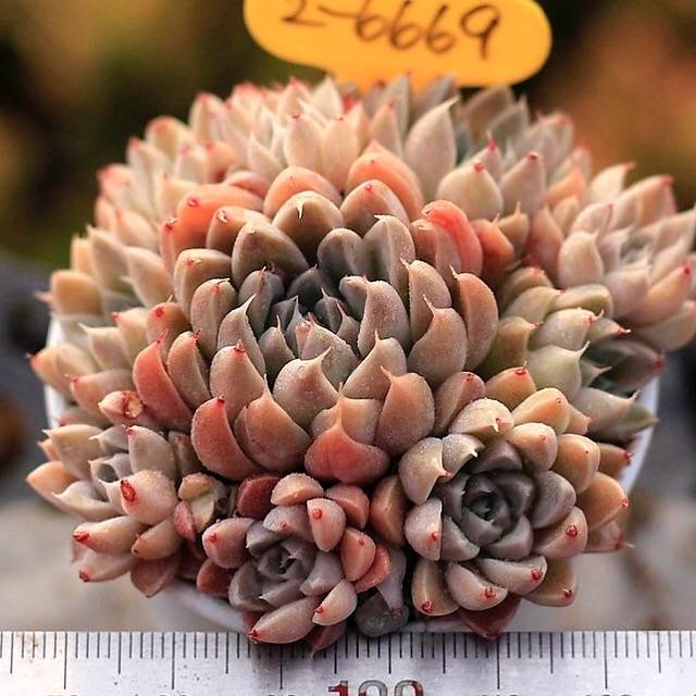 PRESALE Echeveria Wind of Change