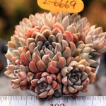 PRESALE Echeveria Wind of Change