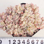 PRESALE Echeveria Brave Cristata, (Random)