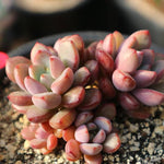 Graptoveria Purple Dream, (Random)