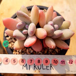 PRESALE Echeveria Pink Pitch, (Not so Random)