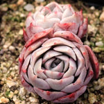 PRESALE Echeveria Gold Light