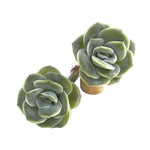 Echeveria Lovely, Single Stem, (Random)