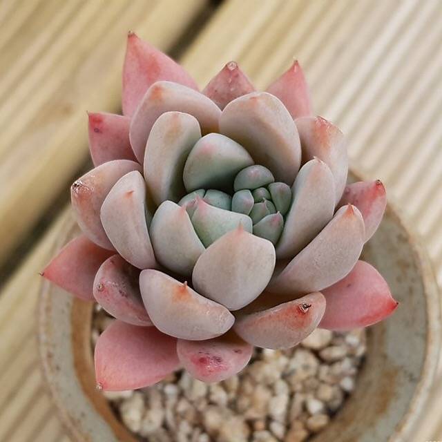 PRESALE Echeveria 'Moon,' (Not so Random)