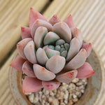 PRESALE Echeveria 'Moon,' (Not so Random)