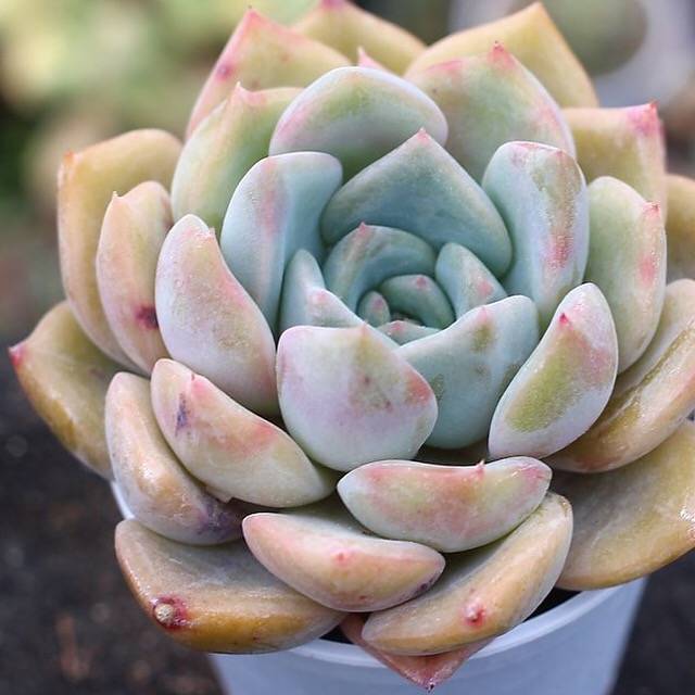 READY TO SHIP- Echeveria Orion Hybrid