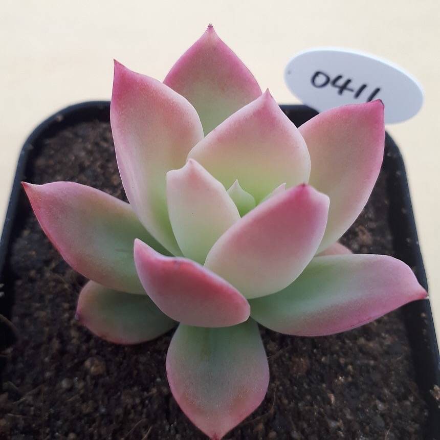 PRESALE Echeveria Joy, (Random)