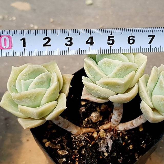 SPECIAL! JUST CART!! PRESALE Echeveria Lovely Rose, Triple, (Not So Random)