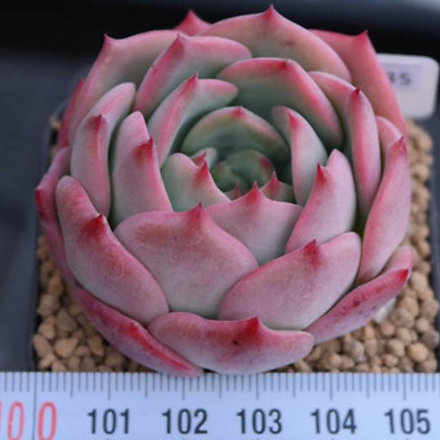 PRESALE Echeveria Patricia, (Random)