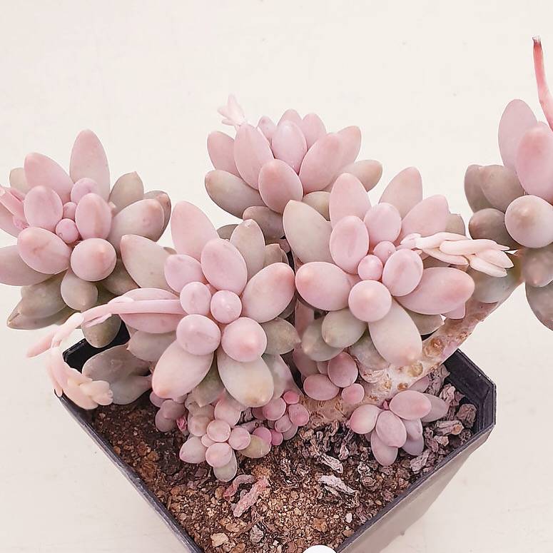 PRESALE Pachphytum Machucae, 'Baby Fingers,' (Random)