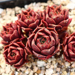 PRESALE Echeveria Longissima Sp.