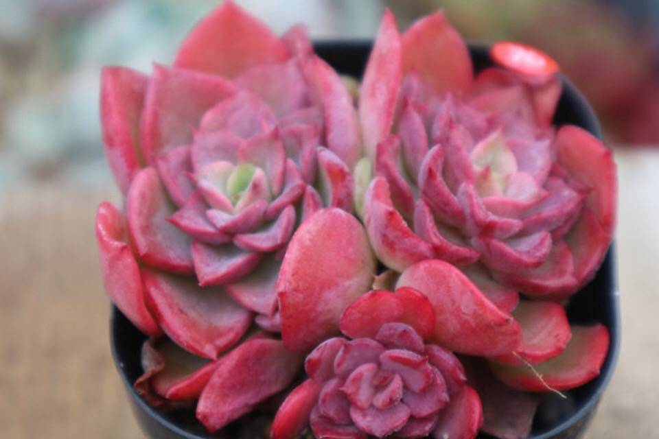 PRESALE Echeveria Noble, Cluster, (Random)