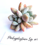 Pachyphytum Sp. #1