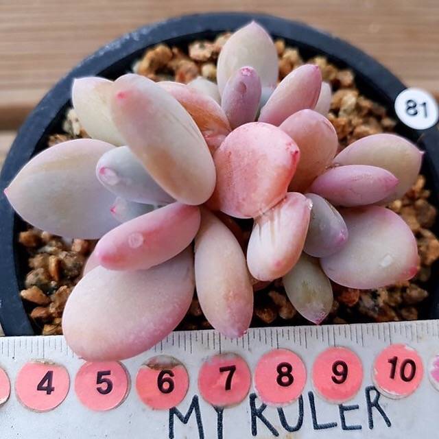 (RESERVED) Echeveria Pink Pitch Cluster
