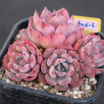 PRESALE Echeveria Laurensis Cluster, (Not so Random)