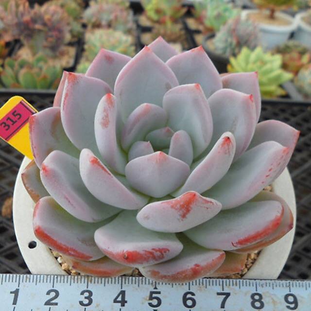 PRESALE Echeveria Hosikage, (Random)