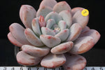 PRESALE Echeveria Peach Berry, (Random)