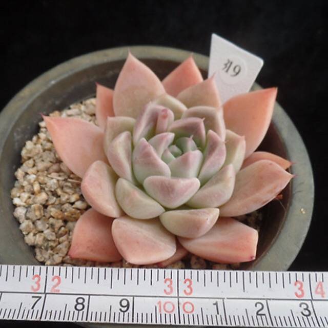 SPECIAL!! JUST CART!! PRESALE Echeveria Alba Beauty, (Random)