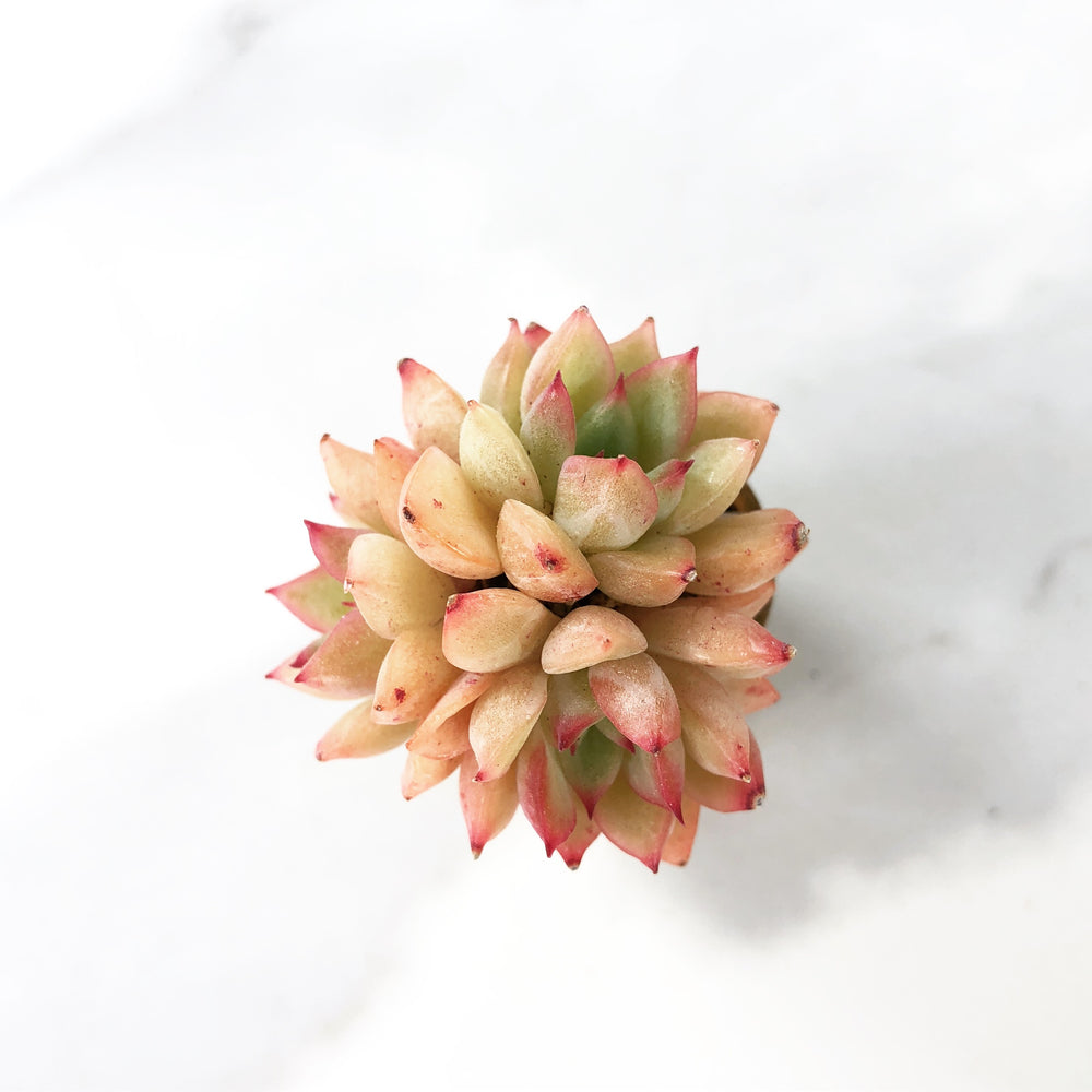 SPECIAL! JUST CART! Echeveria Mebina Cluster