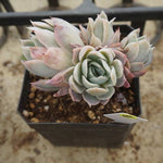 PREVIEW OF MOTHER"S DAY WEEKEND FLASH SALE! PRESALE Graptoveria Rose Queen, (Random)