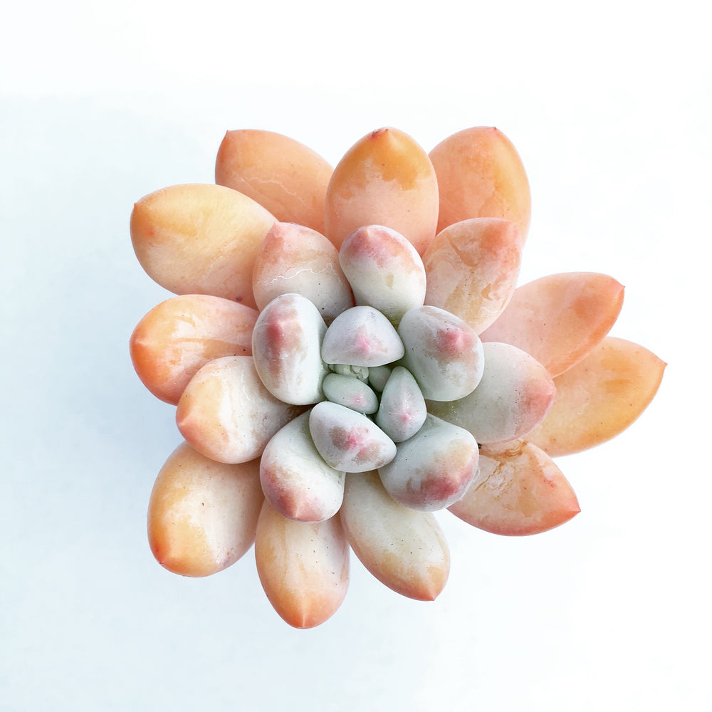 SPECIAL! JUST CART!! Pachyphytum Frevel cv (If Sold Out Please Read)