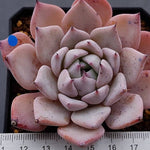 PRESALE Echeveria Largea, (Random)