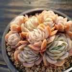 PRESALE Echeveria Potosina Elegans Cluster, (Random)