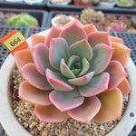 PRESALE Echeveria Tinkerbelle, (Random)