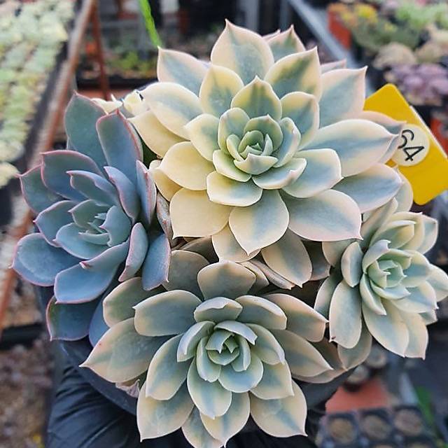 Echeveria Subsessilis Variegata – Cedar Creek Farmhouse