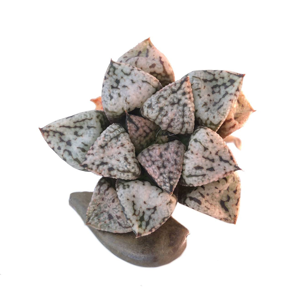 Haworthia Picta 'Pandora,' (Video)