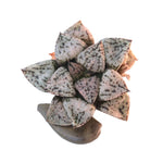 Haworthia Picta 'Pandora,' (Video)