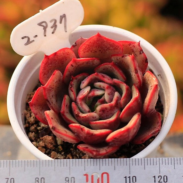 SPECIAL! JUST CART!! Echeveria Regensis, (Now In Stock, Ready to Ship)