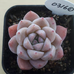 SPECIAL!! JUST CART! PRESALE Echeveria Alba Beauty, (Not so Random)