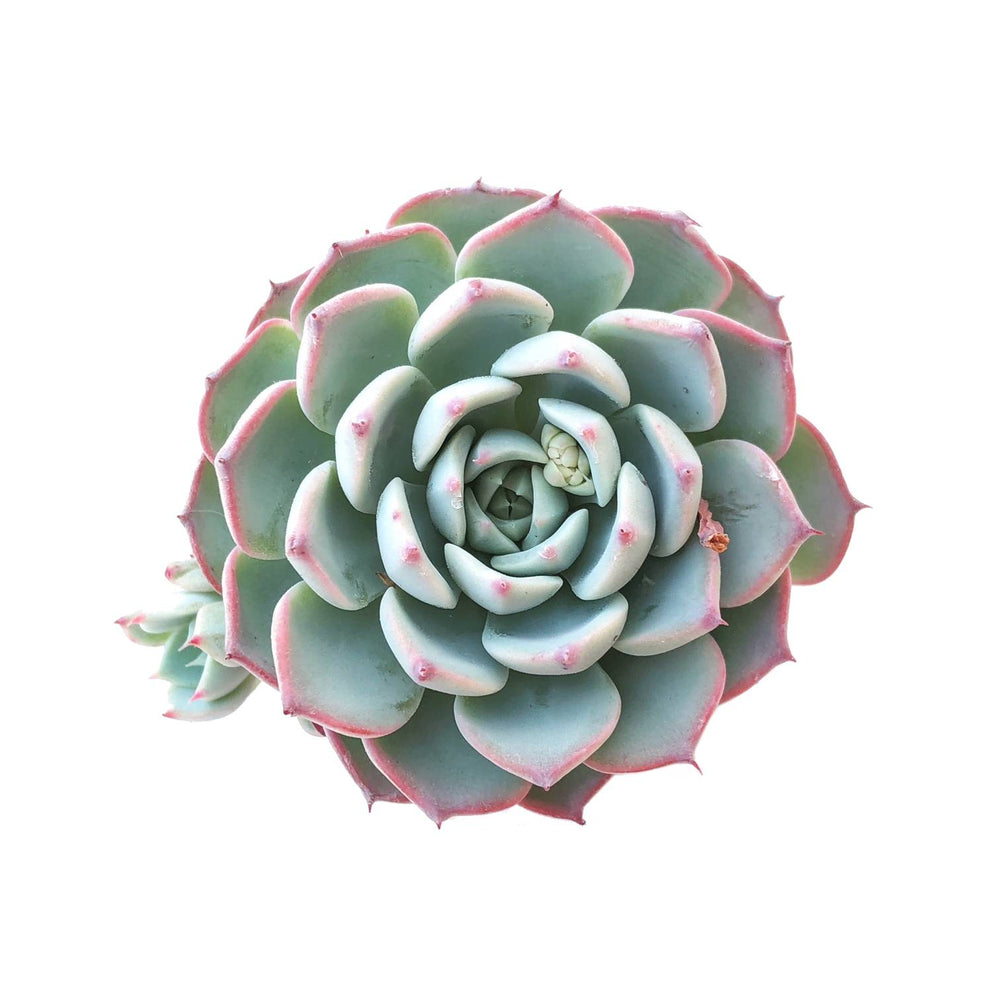 Sale! Echeveria 'Charmean'