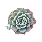 Sale! Echeveria 'Charmean'