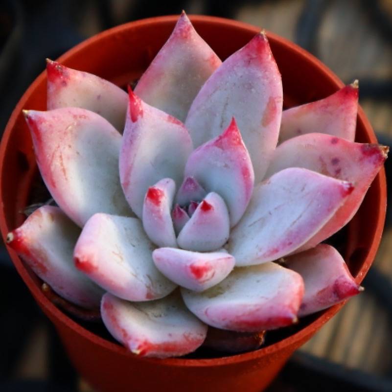 Echeveria Colorata