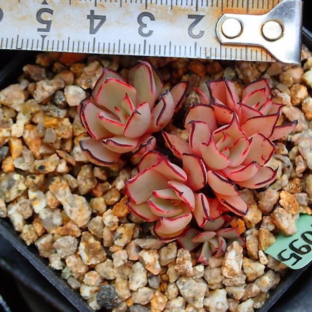 PRESALE Echeveria Strictiflora v Nova, (Random)